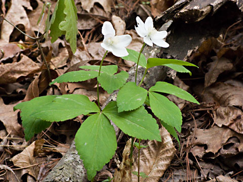 entire plant
